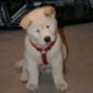 Meet your Posher, Yuko